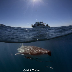 Vessel Venture 4 meets whaleshark! Another easy subject o... by Nick Thake 